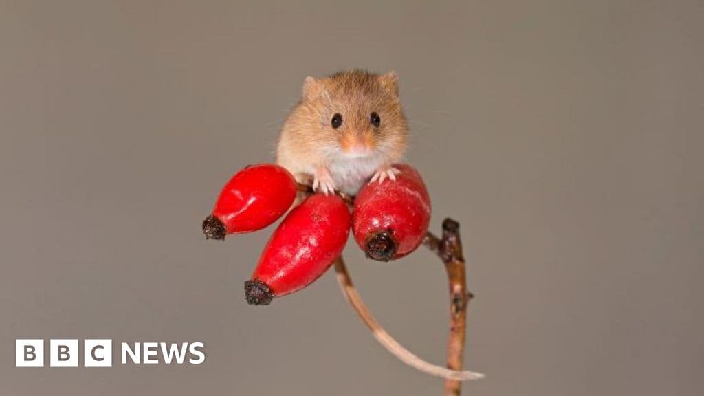 Search Begins for UK's Smallest Mouse in Vast Scottish Nature Reserve