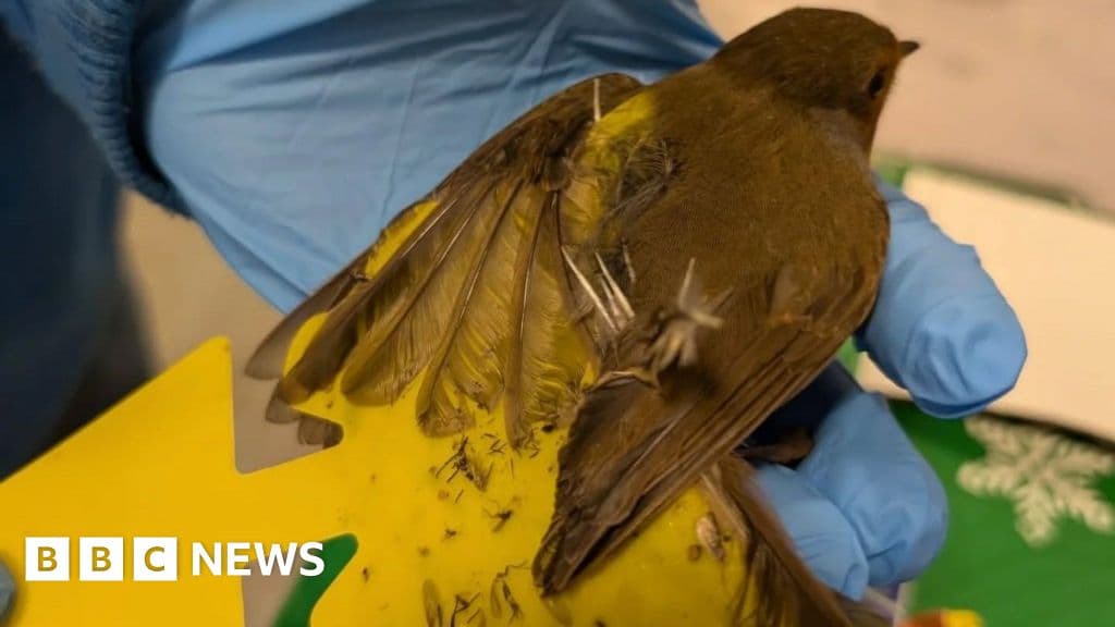 Concerns Raised Over Birds Injured by Sticky Rodent Glue Traps