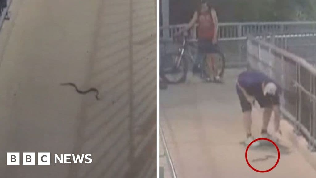 Venomous Snake Sparks Panic Among Sydney Train Station Commuters