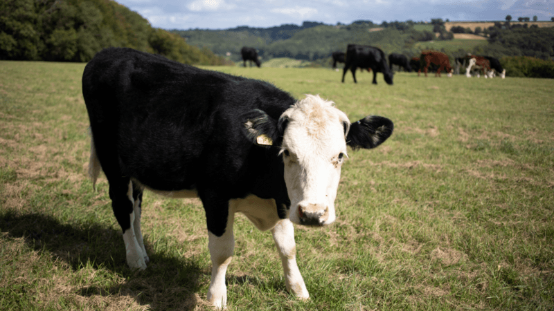 A black and white cow is pictured looking directly at the camera. It is standing in a green field and a few other cows and tree-covered hills can be seen in the background. The sky is blue with white fluffy clouds.