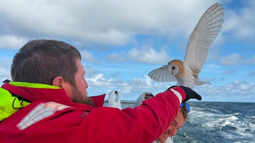 A tan and white barn owl attempting to land on a man's arm while on a boat out at sea.