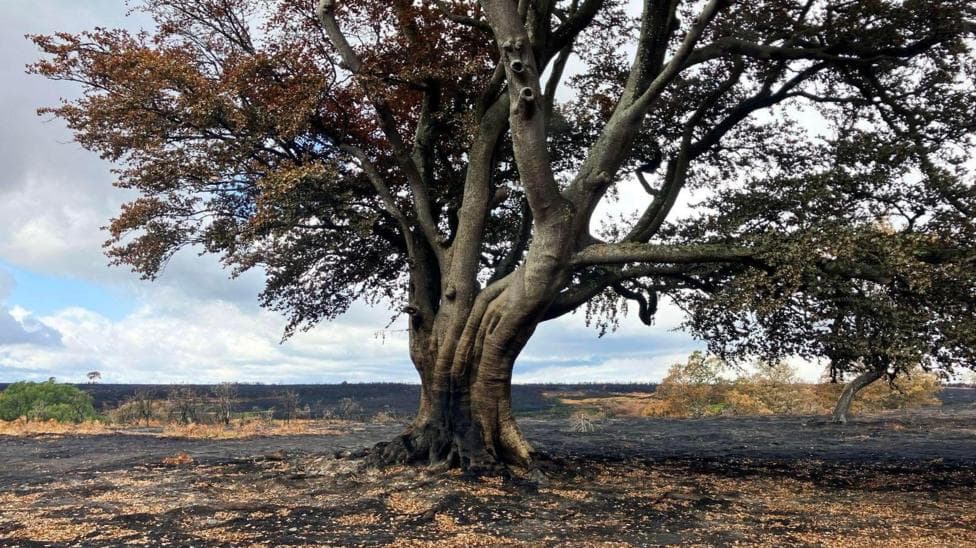 A large tree stands in the middle of a scorched heath.