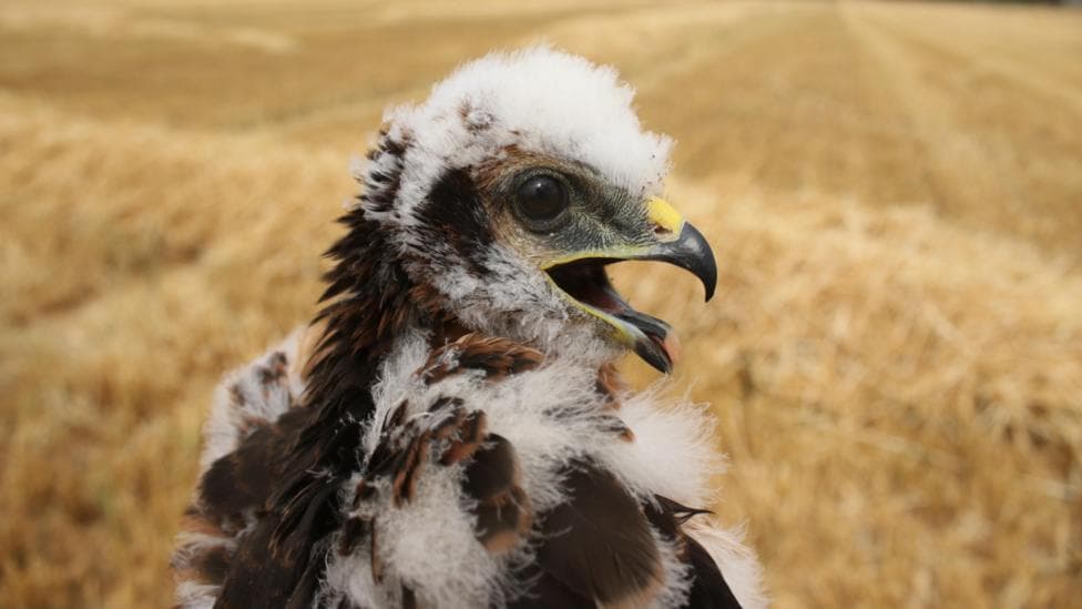A handout photograph of a small fluffy harrier chicks, with a curved yellow and black beak.