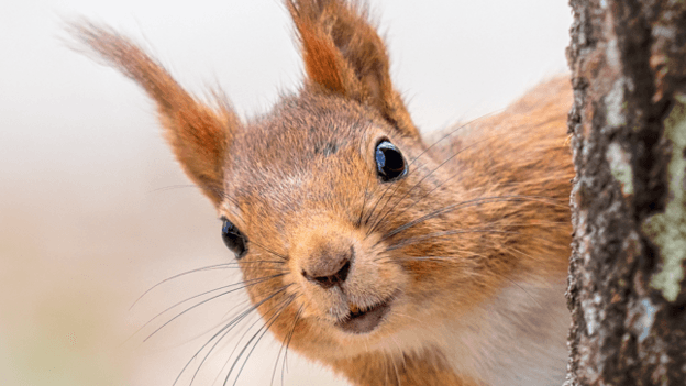 A red squirrel sticking their head out beside a tree