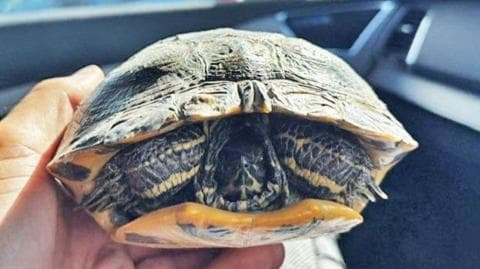 Tortoise being held