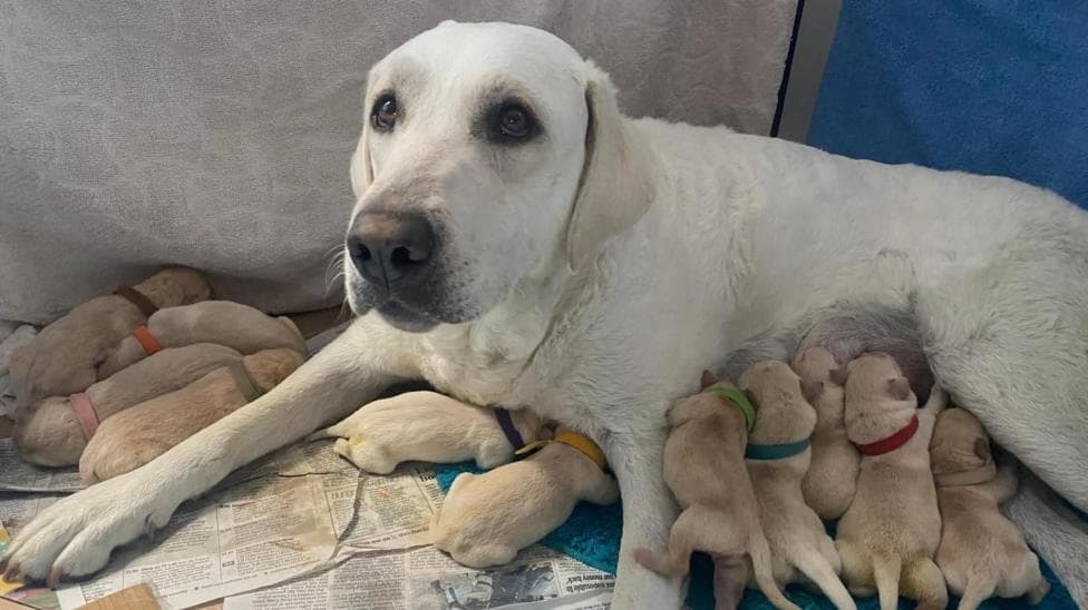 A white dog seen with a number of puppies
