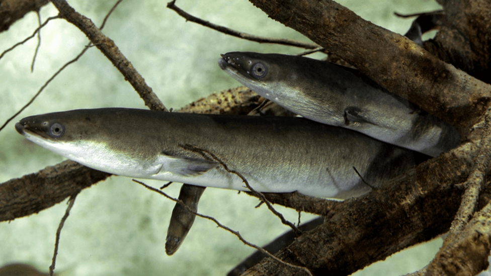 Two eels are facing the same direction as they swim between a sunken branch. They look well camouflaged as the twigs reflect on their silver skin.