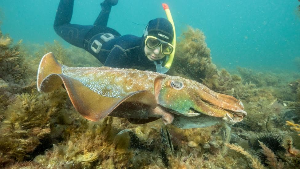A diver swimming behind a giant Australian cuttlefish