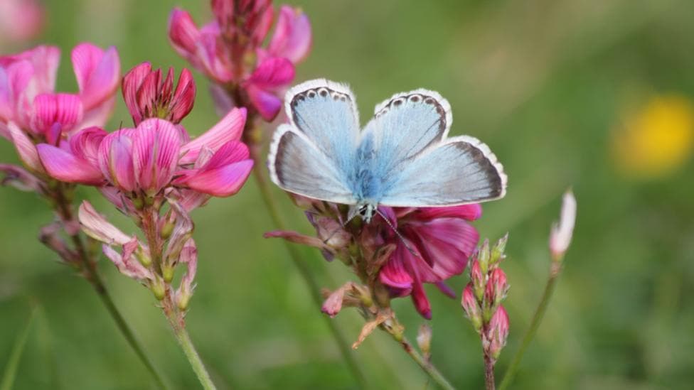 A pale blue butterfly with dark-edged wings rests on a cluster of pink wildflowers. The butterfly is shown in close-up with its wings open, while green foliage and blurred yellow and pink flowers form the background.