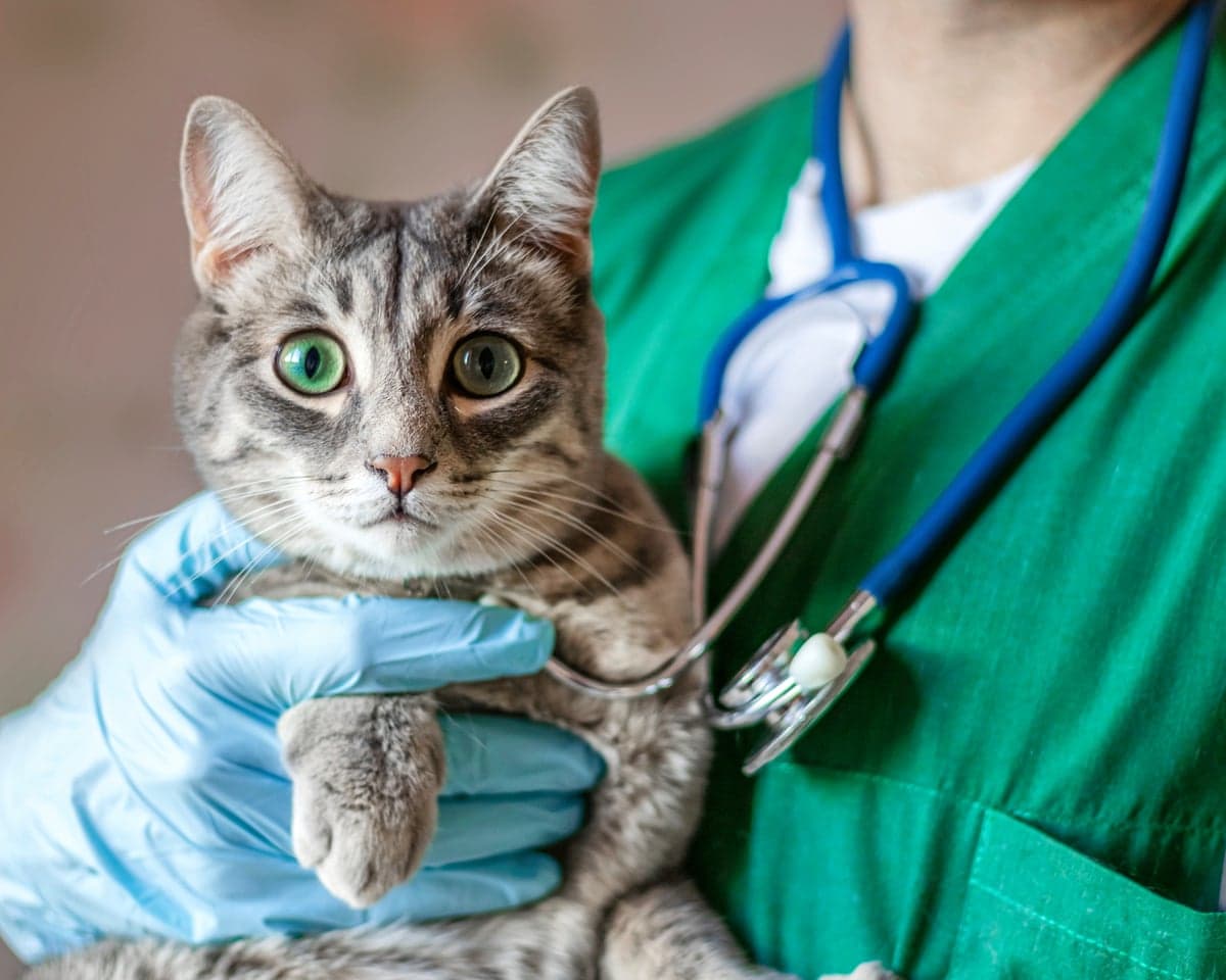 A cat being held by a vet