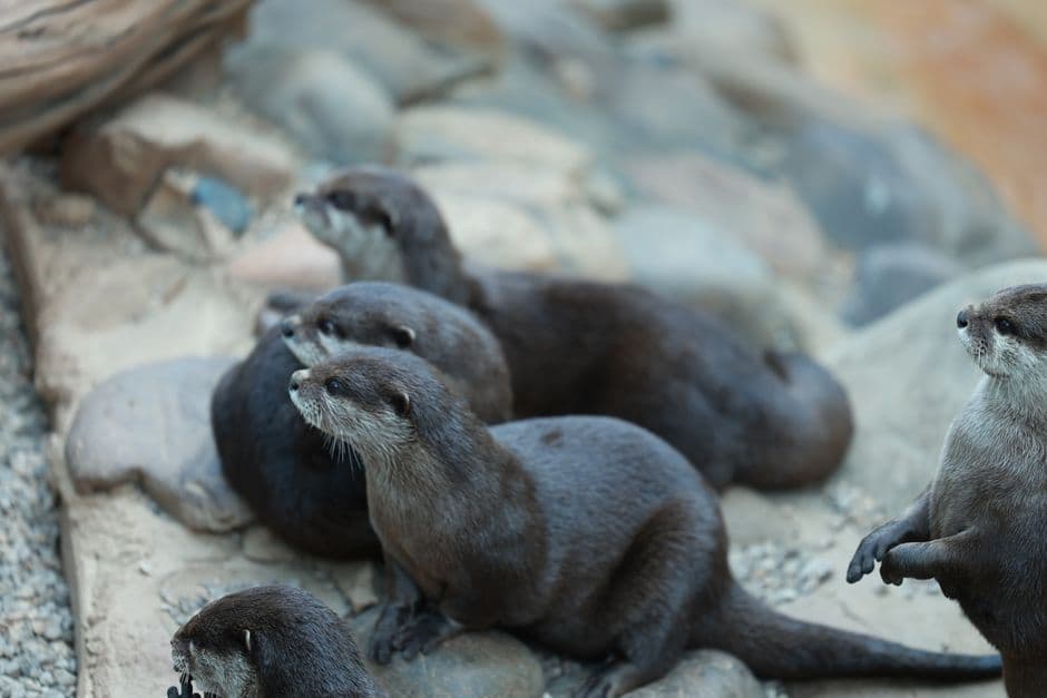 A group of Asian small-clawed otters resting on rocks showcasing social behavior.