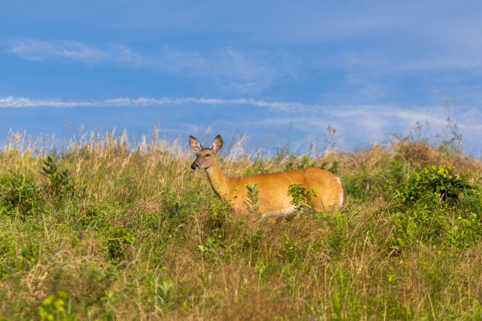 White-tailed deer standing in lush green grassfield in Ipswich, MA on a sunny day.