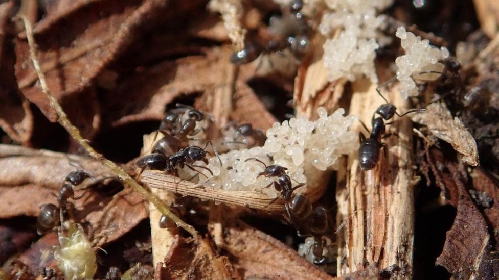A colony of erratic ants. The ants are dark brown-black and there are about 10 of them crawling over leaves and twigs. There are three masses of white eggs.