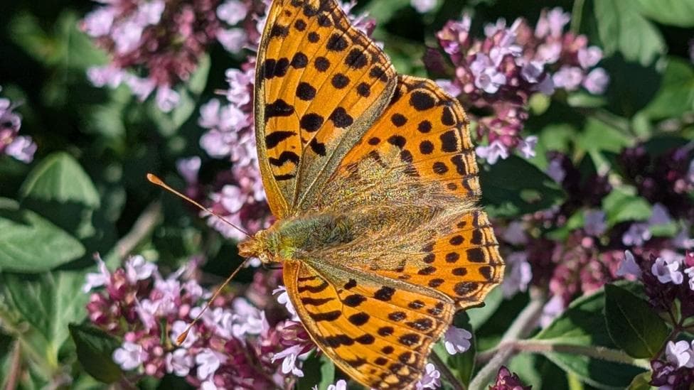 An orange butterfly with small black dots on its wings sits on a shrub of purple flowers