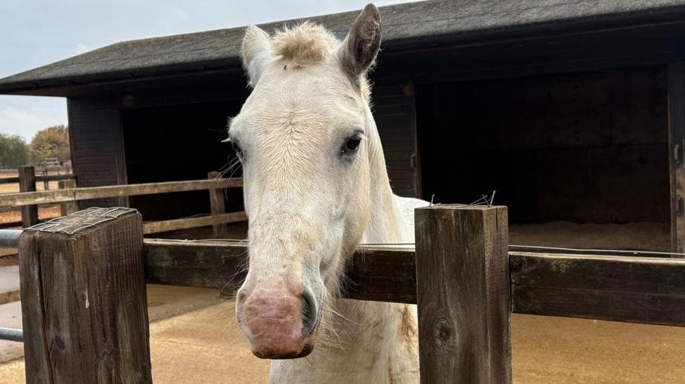 Mr Darcy, a white horse stands behind a wooden fence with his stable in the background