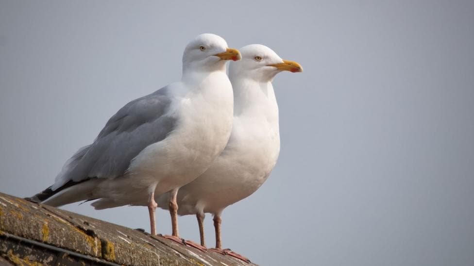 Two gulls sitting on a wall with a grey sky behind them