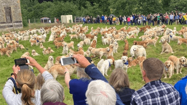 People stand, some of them holding up phones to take a picture, as hundreds of golden retrievers stand in a grassy arena next to the ruins of Guisachan House.