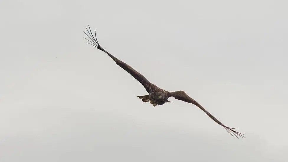 The image shows a sea eagle with a marked bump in its left wing - its wings spread against the background of a grey sky.