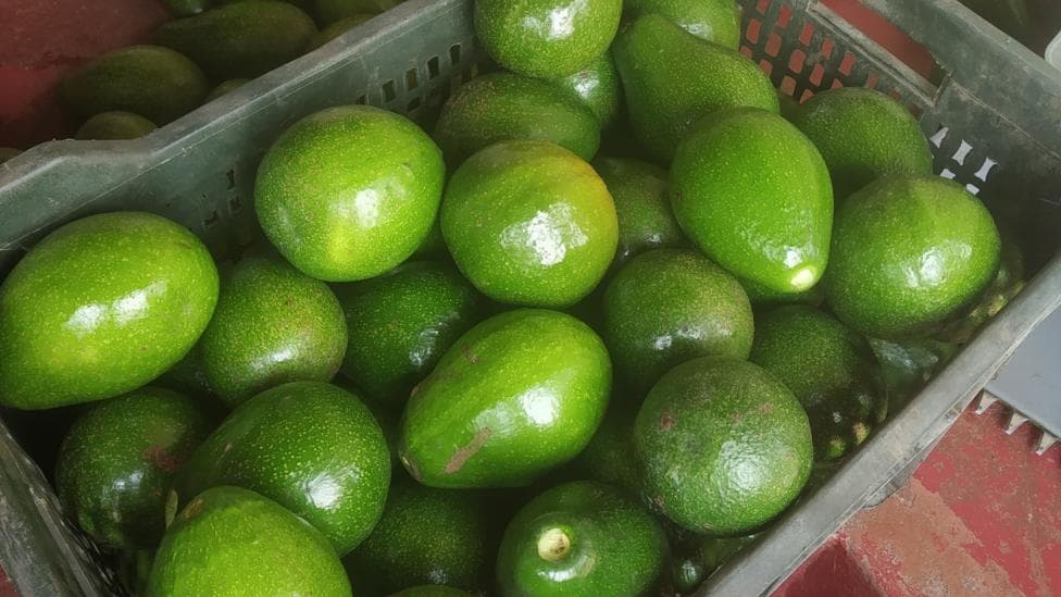 A basket of avocados from Cottanad Plantations