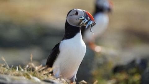 A puffin with a mouth full of silver sand eels looking out to sea.