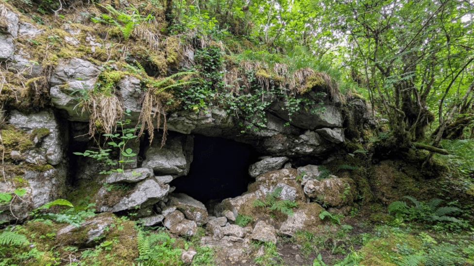 At a secret location on a hillside in south-west Ireland, a roughly circular natural cave entrance with moss-covered limestone surrounds, covered with ferns, ivy and brambles.