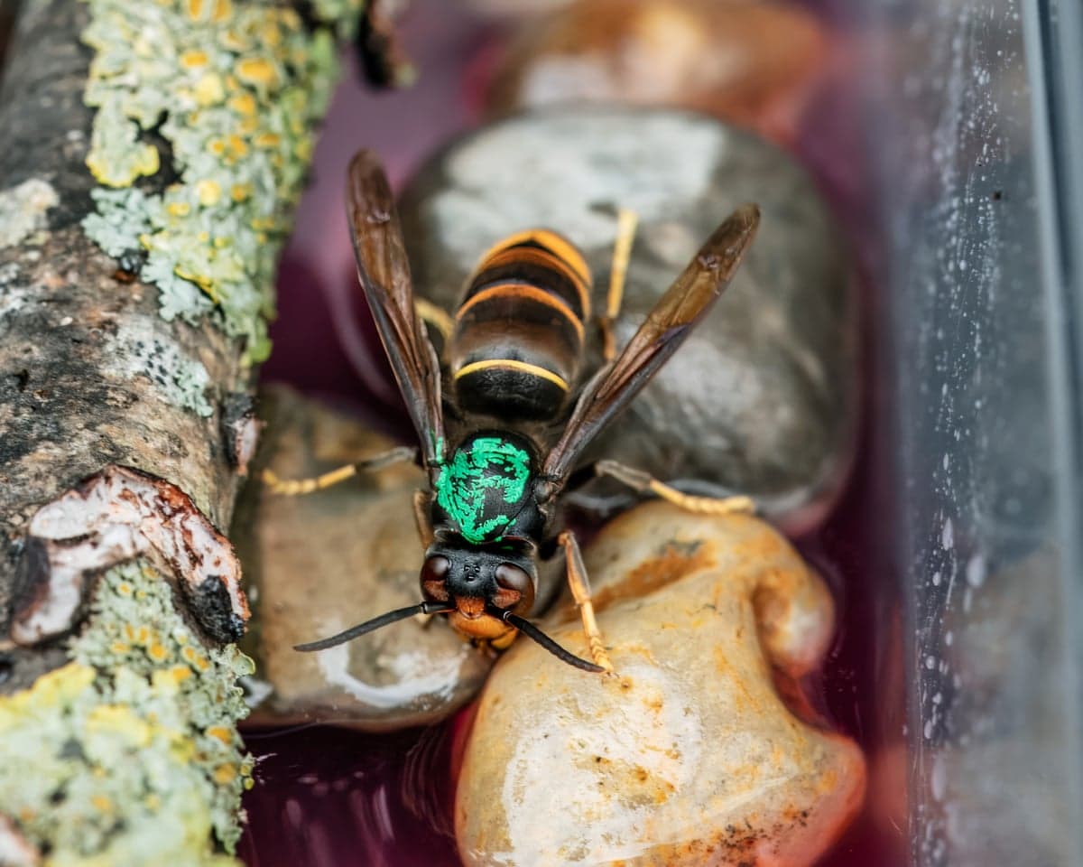 An Asian hornet crawling over wet stones
