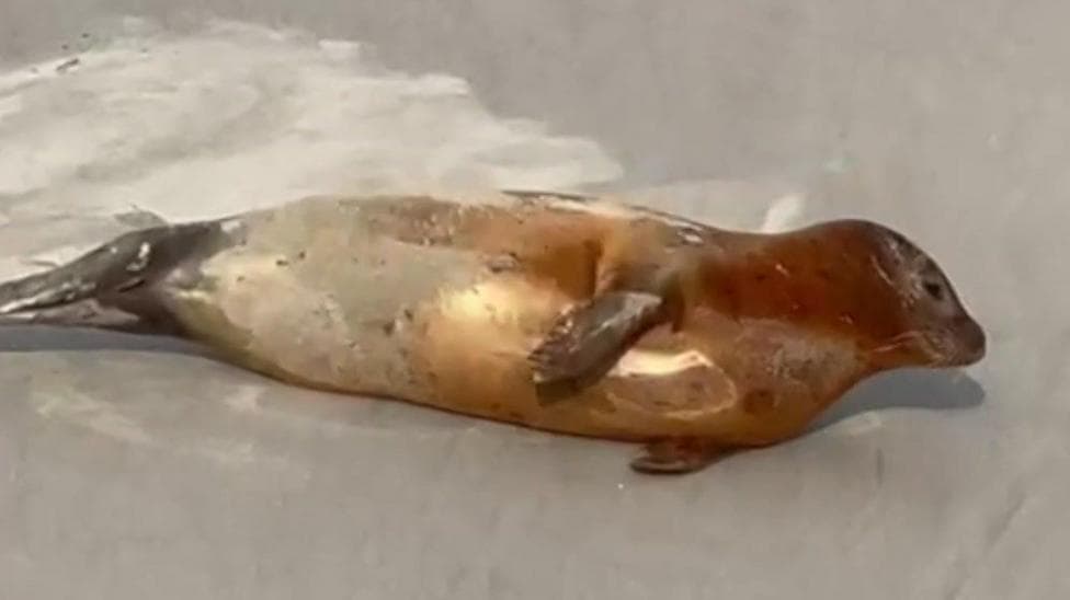 Marmalade the seal on the shore of the Thames