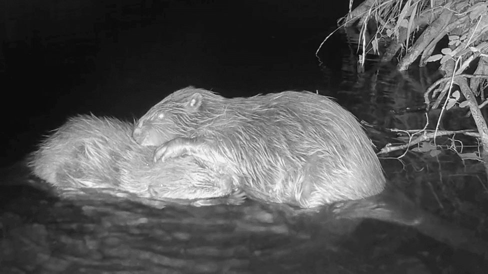 A black and white image from an outdoor trail camera on Exmoor. The photo shows two beavers snuggled up in water, near a bush.