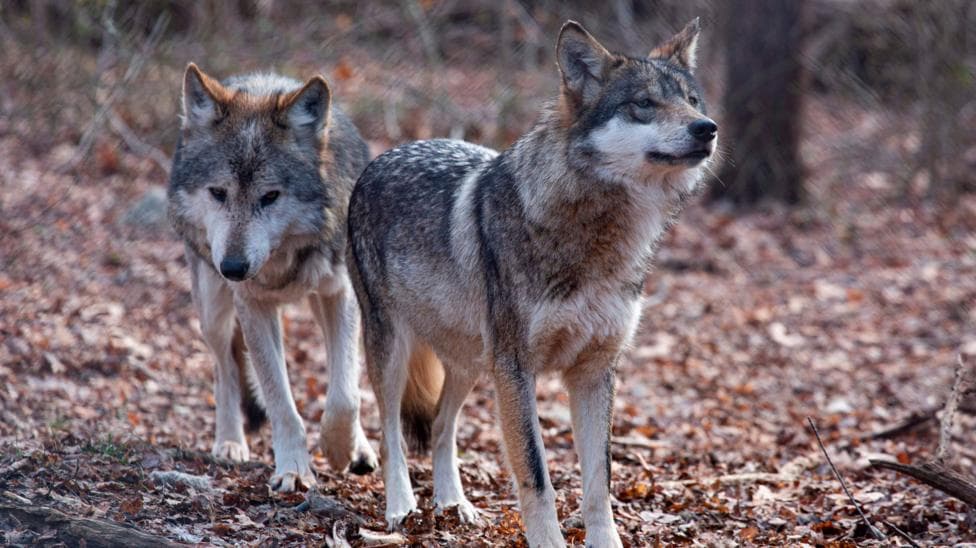 Two Mexican wolves named Valentia and Diego walk inside a cage at a Wolf Conservation Center on December 6, 2020 in South Salem, New York