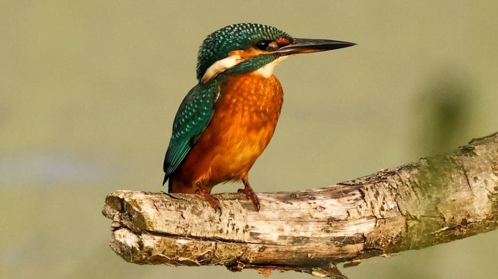 A kingfisher perching on a branch at Strumpshaw Fen nature reserve in Norfolk. The bird has a mixture of teal and orange coloured feathers.