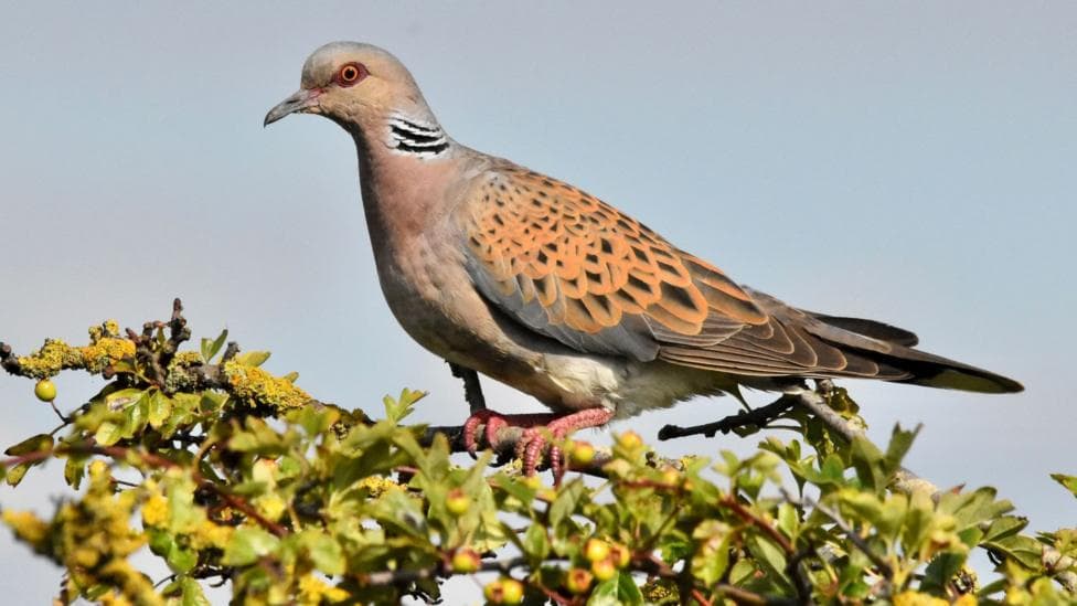 A turtle dove perched on a branch.