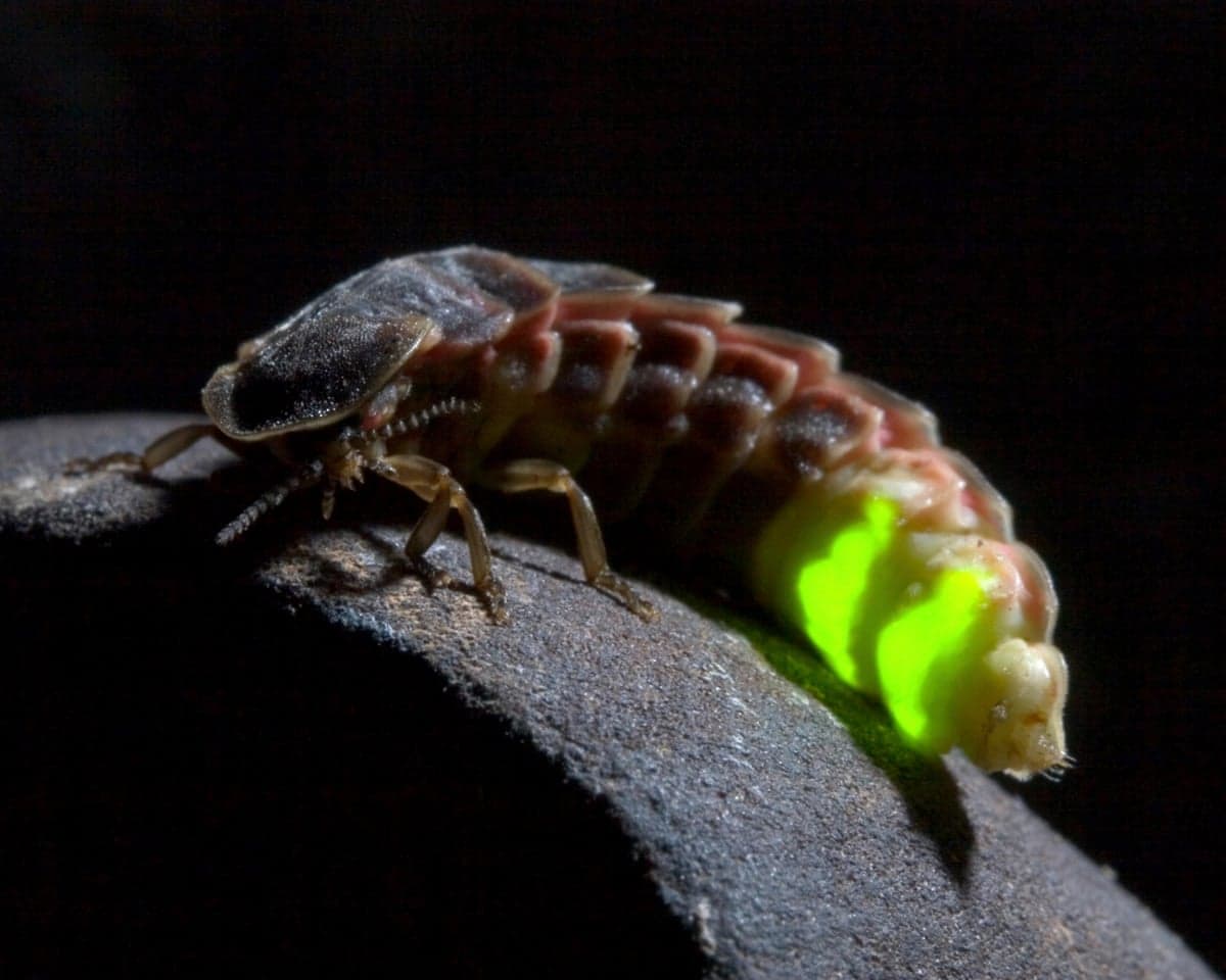 A glow-worm beetle with bright green bioluminescent segments crawls on a stone edge