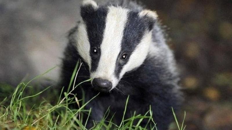 A young badger standing among grass and vegetation outdoors. It has the distinctive black-and-white facial markings associated with European badgers, including two dark stripes running from the nose over the eyes toward the ears. Behind the badger there appears to be earth, rock, or a burrow entrance, consistent with a woodland or countryside habitat.