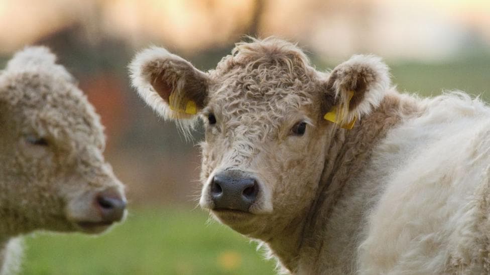 Two fair-haired Galloway cows. One is looking at the camera. The background is out of focus.
