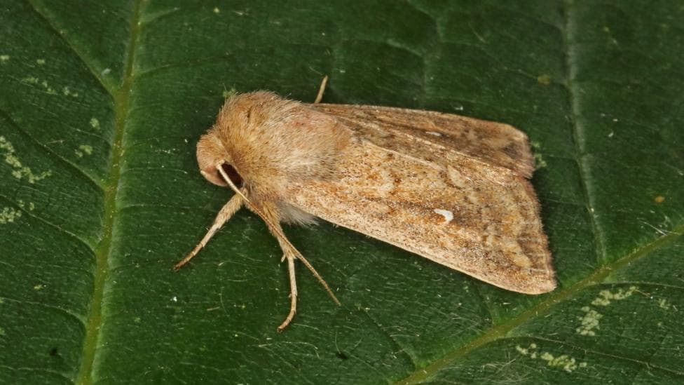 A brown moth with a white point on its back on a large green leaf