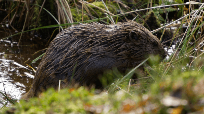 A beaver spotted on the edge of a pond surrounded by grass and overgrowth