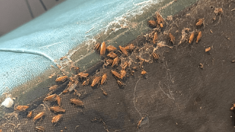 cockroaches on the back of a leather sofa