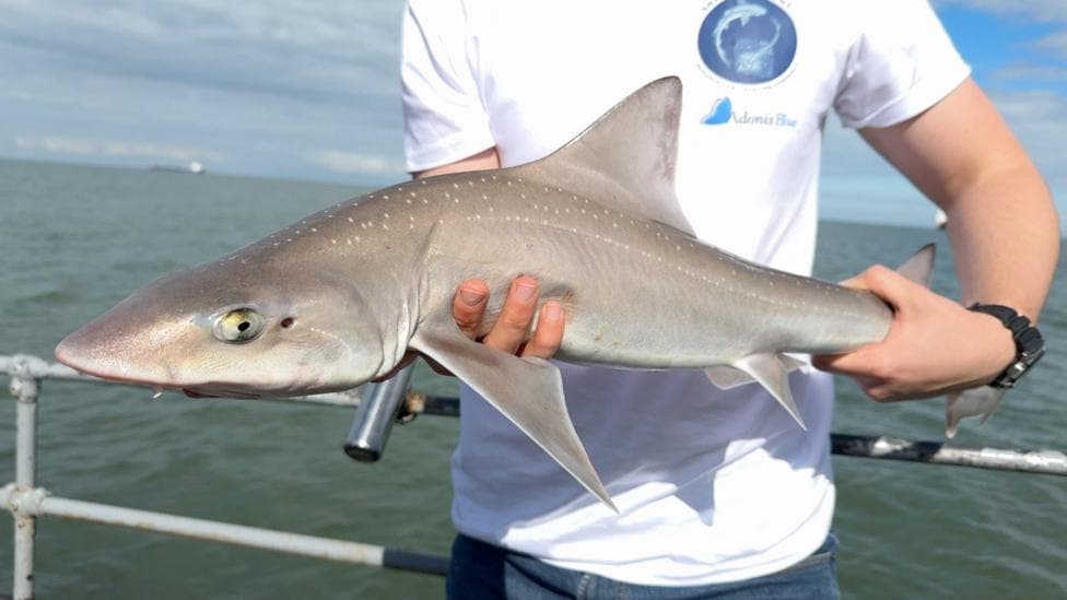 A starry smooth hound shark, small, light grey and about two feet long is held by a volunteer in a white tshirt.
