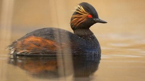 Black necked grebe Podiceps nigricollis, is a black bird with brown sides and yellow feathers on its face. This one is an individual swimming in water at a wetland habitat.