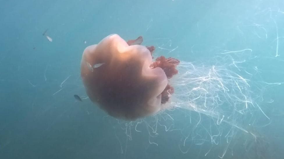 An orange tinted lion's mane jellyfish swims with its white tentacles floating behind it in the sea.