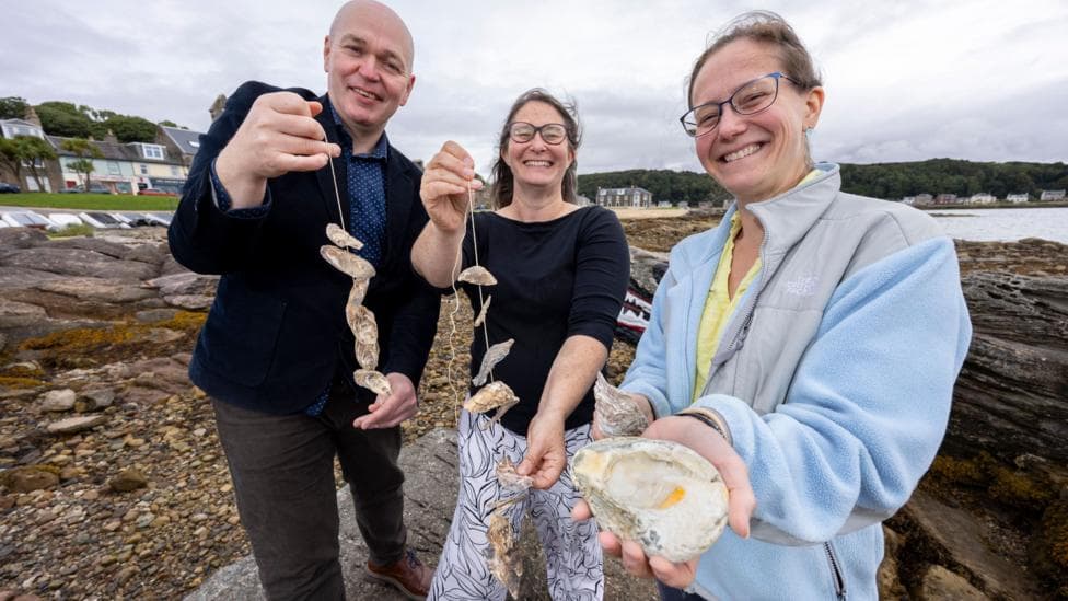 A man and two women stand on a rocky shoreline beside the water, holding oyster shells and strings of oysters toward the camera.
One person in the foreground presents a large oyster shell, while the other two display hanging clusters of shells.
The beach is covered with rocks and seaweed, with coastal houses, small boats, and a tree-lined shoreline visible in the background.