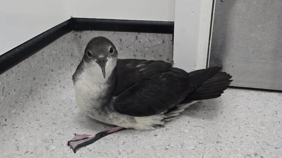 The Manx shearwater pictured on the floor of the vets. It has dark grey markings on the upper part of its body with a white underbody.