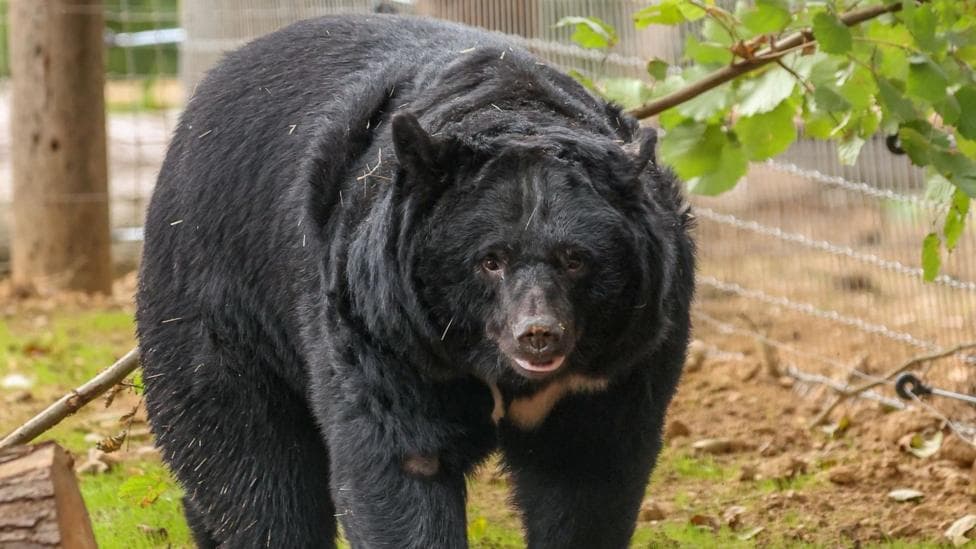 A moon bear within an enclosure. It has black fur with a light patch on its chest. There is a metal fence in the background, along with trees and logs.