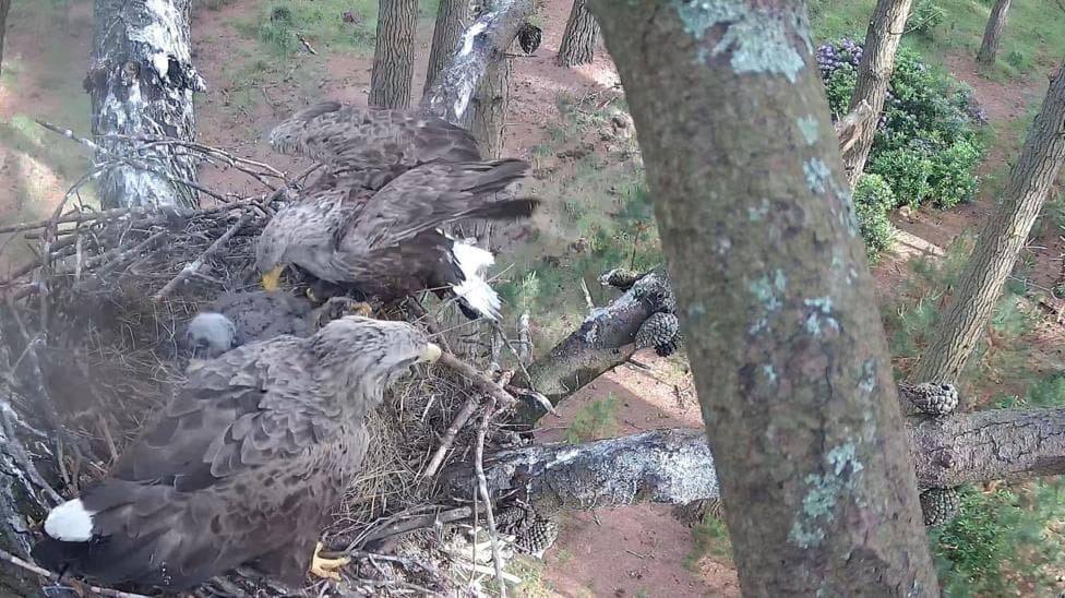 A nest of white-tailed eagles containing the two parents and their chicks. Tree branches can also be seen in the surrounding area and there is sunlight and shrubs on the ground below.