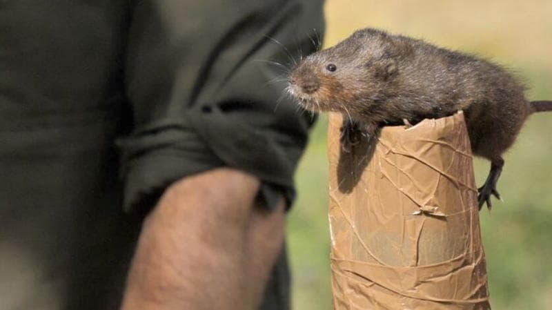 A water vole is stood upon an object covered in brown duct tape. A man can be seen in the background wearing a black shirt .