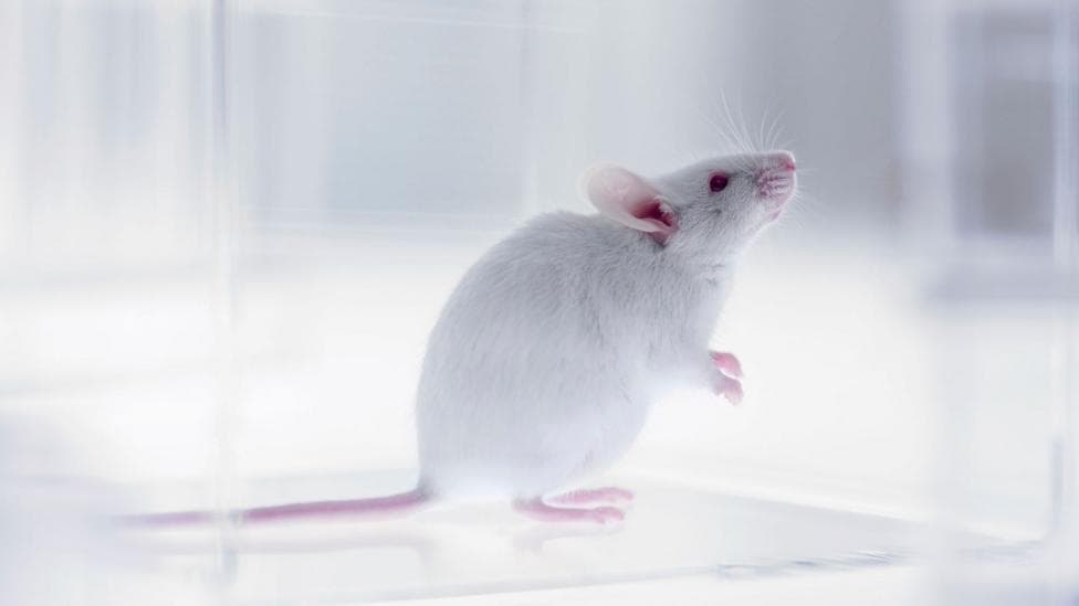 A white laboratory mouse sits on its haunches with its front paws held up. It is in a clear, perspex box and is looking upwards at something the viewer cannot see.