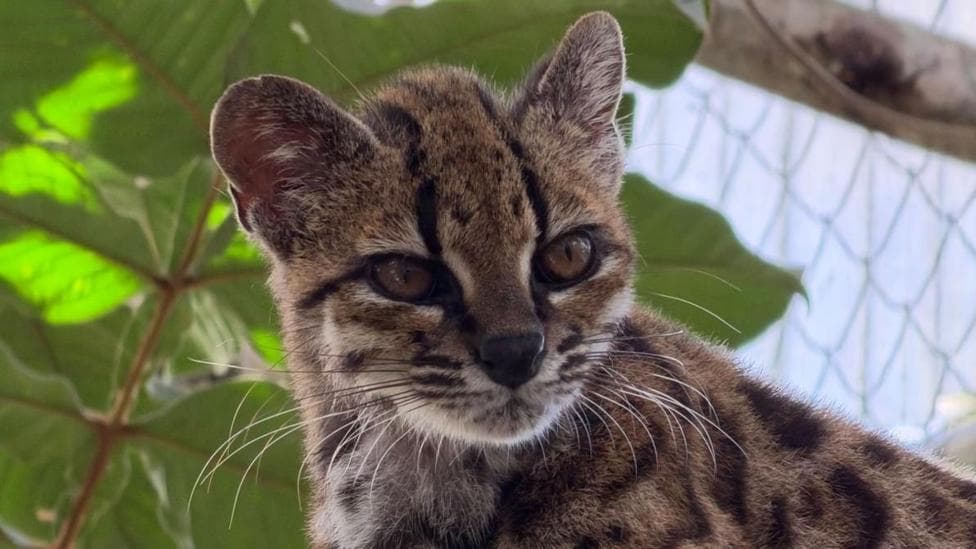 A small cat with amber eyes peers at the camera. The cat has a black nose, a striped forehead and triangular ears. Its coat is grey-brown and it has spots like a leopard. The wire netting of an enclosure and tropical foliage are visible behind.