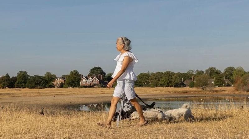A woman walks her dogs through parched fields. There is a pond with low water level in the background and some buildings. The woman has short grey hair and is wearing white shorts and a white blouse and has three small dogs.