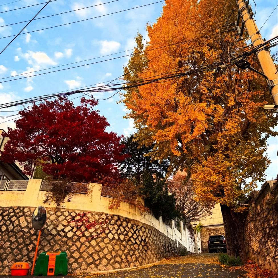 A narrow residential street lined with stone walls is framed by two striking autumn trees, one with bright golden-yellow leaves and the other with deep red foliage. Fallen leaves blanket parts of the road and sidewalk, while overhead utility wires stretch across a blue sky with scattered clouds.