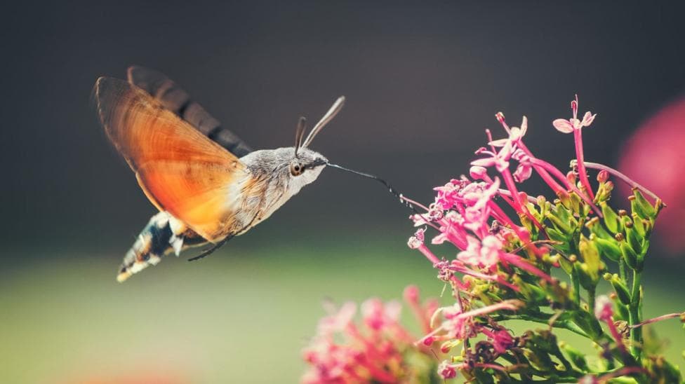 A hummingbird hawk-moth with large orange wings which shutter rapidly feeds from a red valerian flower.